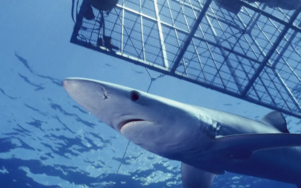 Deep Blue Adventures